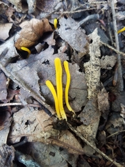 Clavariaceae