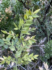 Ruscus aculeatus