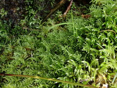 Kindbergia praelonga