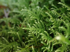 Kindbergia praelonga