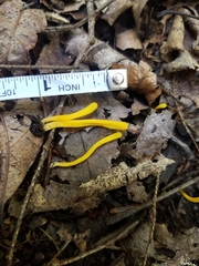 Clavariaceae