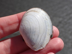 Macoma