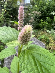 Agastache
