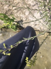 Bassia scoparia