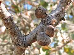 Burnettweldia washingtonensis