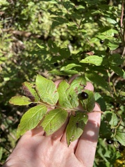 Vaccinium erythrocarpum
