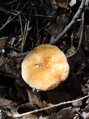 Hydnum umbilicatum