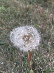 Taraxacum erythrospermum
