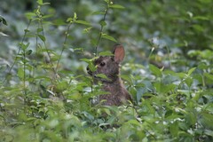 Sylvilagus palustris