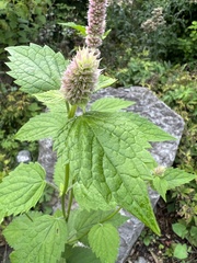 Agastache