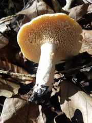 Hydnum umbilicatum