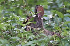 Sylvilagus palustris