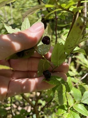 Vaccinium erythrocarpum