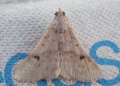 Bleptina caradrinalis