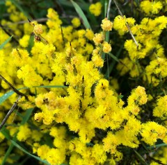 Acacia spinescens