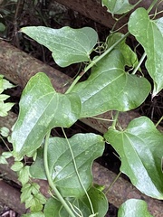 Smilax