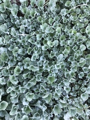 Dichondra argentea