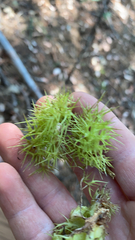 Chrysolepis chrysophylla