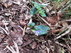 Tripterospermum trinervium