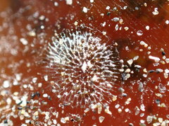 Membranipora membranacea