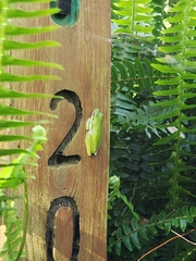 Hyla cinerea