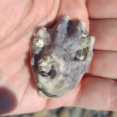 Ostreidae