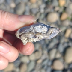 Ostreidae