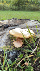 Neolentinus lepideus