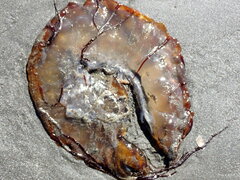 Chrysaora fuscescens