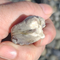 Ostreidae