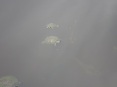 Trachemys scripta elegans