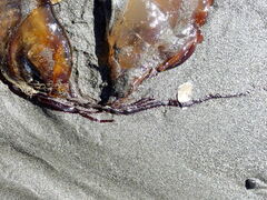 Chrysaora fuscescens