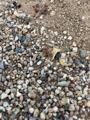 Pogonomyrmex maricopa