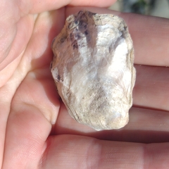 Ostreidae