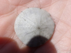 Dendraster excentricus