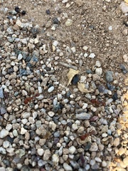 Pogonomyrmex maricopa