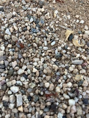 Pogonomyrmex maricopa