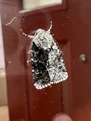 Lacinipolia laudabilis