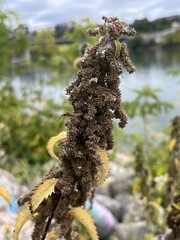 Urtica dioica