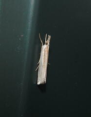 Crambus