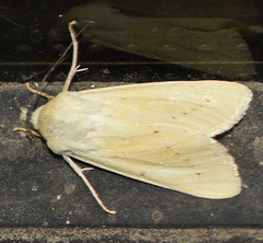 Copablepharon grandis