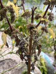 Urtica dioica