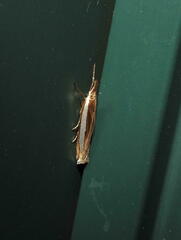 Crambus leachellus