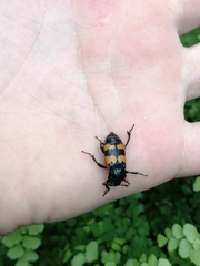 Nicrophorus vespillo