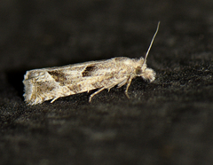 Pelochrista corosana