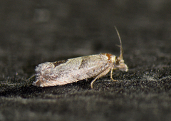 Pelochrista consobrinana