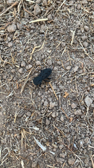 Phloeodes diabolicus