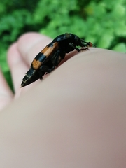 Nicrophorus vespillo