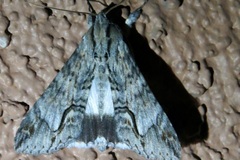 Melipotis acontioides