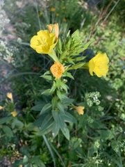 Oenothera elata